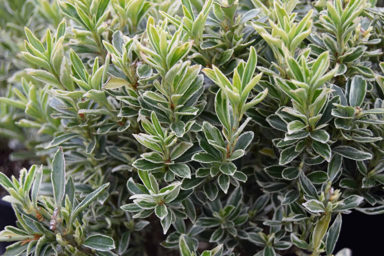 Euonymus japonicus 'Microphyllus Albovariegatus' !! SPECIAL OFFER !!